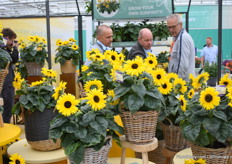 The Sunfinity of Syngenta had is first commercial year and is grown by Apartus. For now the only grower that (is allowed) grows it.